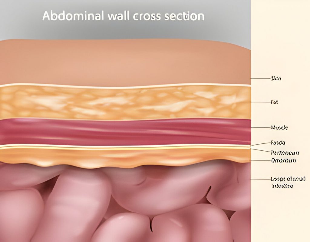 Cavité abdominale