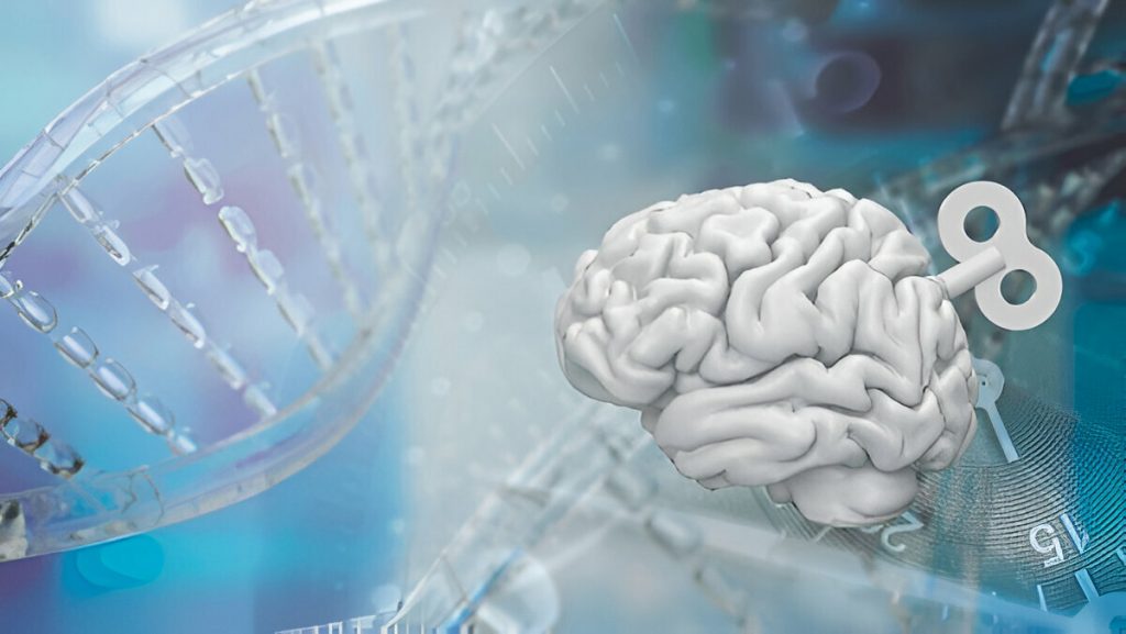 cerveau; complexité, vitaité